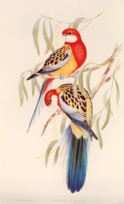 Sort undulat / krolitograf. v. J. Gould af H.C. Richter