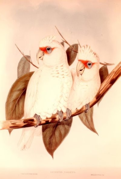 FUGL af H.C. Richter
