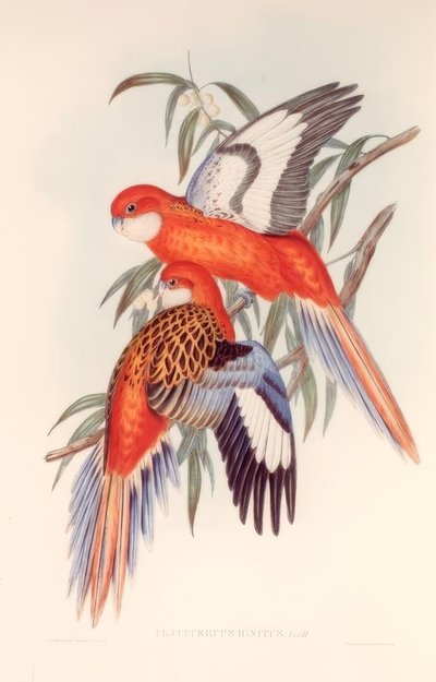 FIERY PLATECER af H.C. Richter