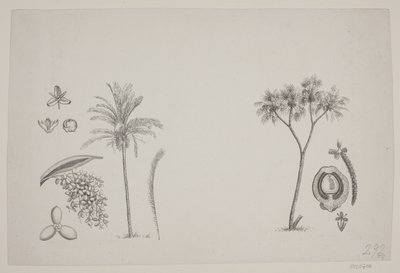 Botanisk blad fra Schouws skrifter af H. C. Henneberg