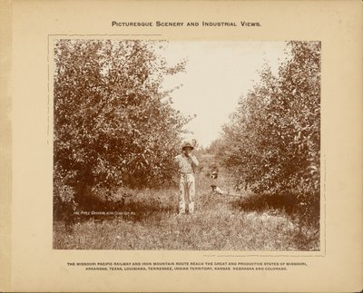 Æbleplantage, nær Cedar Gap, Missouri af H. C. Townsend