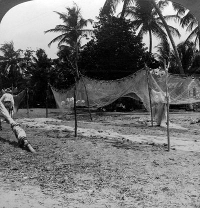 Fiskere tørrer deres net på stranden, Basseterre, St. Christopher, Vestindien. af H. C. White