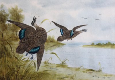 Stillehavs sorte ænder af H. H. Calvert