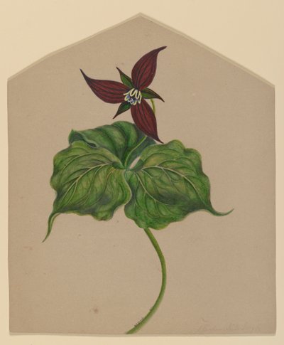 Bourgogne rød blomst af H. Lynde
