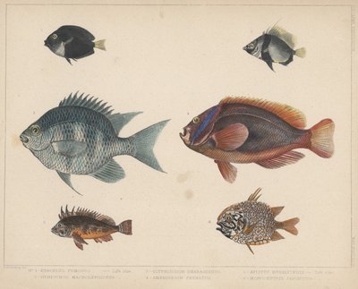 1. Etroplus Fumosus, 2. Heniochus Macrolepidotus, 3. Glyphisodon Smaragdinus, 4. Amphiprion Frenatus, 5. Apistus Rubrippinis, 6. Monocentris Japonicus af H. Patterson