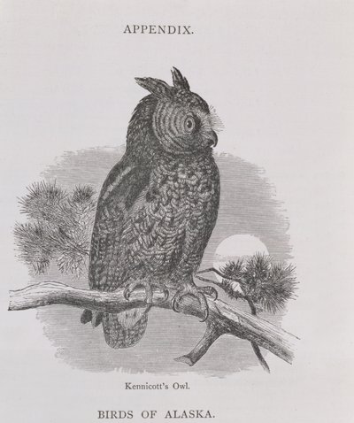 Kennicotts Owl, fra Alaska og dets ressourcer, af William H. Dall, indgraveret af H. H. Nicholls, pub. 1870 af H. W., Elliot