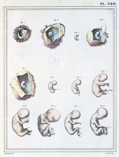 Diagram, der viser stadierne af embryonal udvikling, fra 