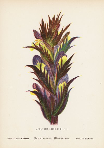 Vilde blomster i det hellige land: Acanthus Dioscoridis; Orientalsk bjørnekløft (koloreret stik) af Hannah Zeller