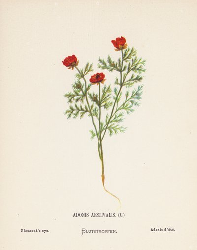 Vilde blomster i det hellige land: Adonis Aestivalis; Fasanøje (koloreret stik) af Hannah Zeller
