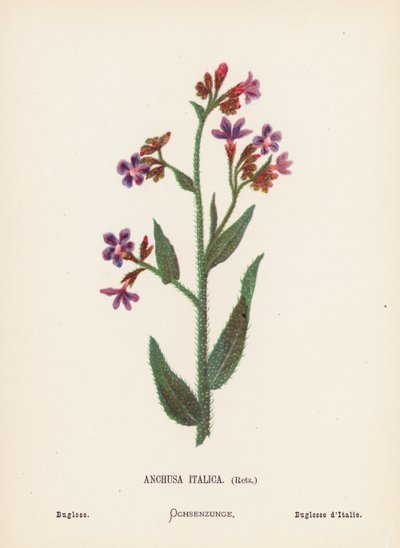 Vilde blomster i det hellige land: Anchusa Italica, Retz; Bugloss (koloreret kobberstik) af Hannah Zeller