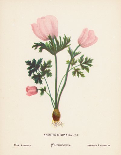 Vilde blomster i det hellige land: Anemone Coronaria; Lyserød anemone (farvelagt gravering) af Hannah Zeller