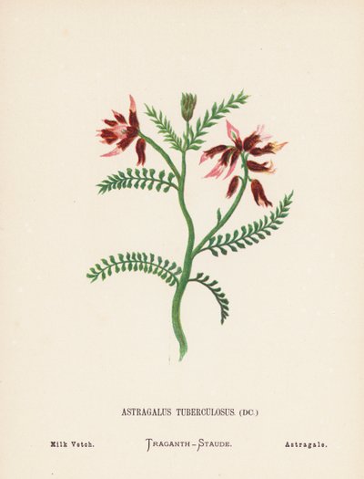 Vilde blomster i Det Hellige Land: Astragalus Tuberculosus; Mælkevikke (koloreret stik) af Hannah Zeller