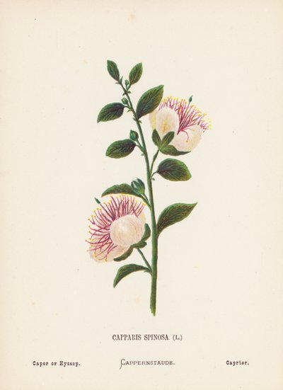 Vilde blomster i det hellige land: Capparis Spinosa; kapers eller isop (farvet stik) af Hannah Zeller
