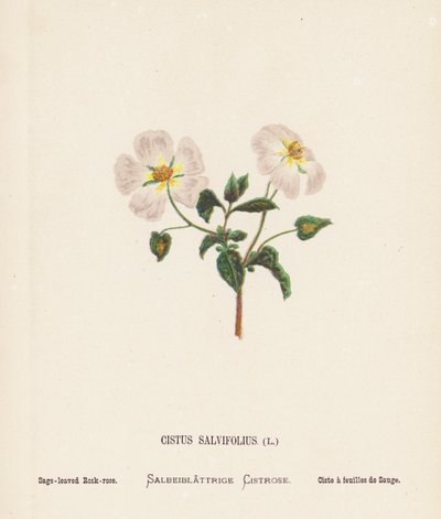 Vilde blomster i det hellige land: Cistus Salvifolius; salviebladet rosenrod (farvelagt kobberstik) af Hannah Zeller