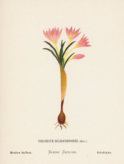 Vilde blomster i det hellige land: Colchicum Bulbocodioides, Stev; Engsafran (farvelagt kobberstik) af Hannah Zeller