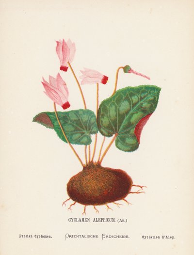 Vilde blomster i det hellige land: Cyclamen Aleppicum, Ait; Persisk cyklamen (koloreret gravure) af Hannah Zeller