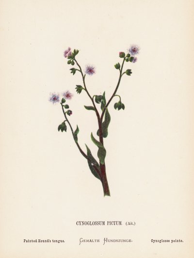Vilde blomster i Det Hellige Land: Cynoglossum Pictum, Ait; Malet hundetunge (koloreret stik) af Hannah Zeller