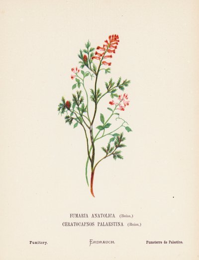 Vilde blomster i Det Hellige Land: Fumaria Anatolica, Boiss, Ceratocapnos Palaestina, Boiss; Fumitory (koloreret stik) af Hannah Zeller