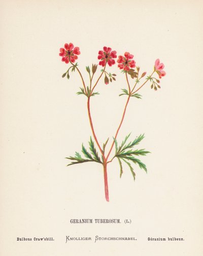 Vilde blomster i det hellige land: Geranium Tuberosum; Løvstikke (farvelagt kobberstik) af Hannah Zeller