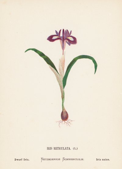 Vilde blomster i Det Hellige Land: Iris Reticulata; Dværgiris (koloreret gravure) af Hannah Zeller