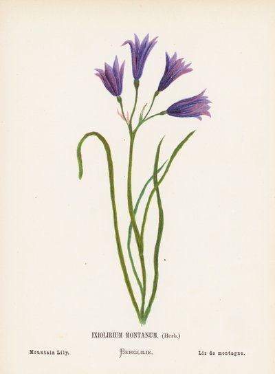 Vilde blomster i det hellige land: Ixiolirium Montanum, urt; bjerglilje (koloreret stik) af Hannah Zeller