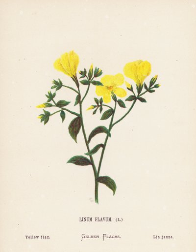 Vilde blomster i det hellige land: Linum Flavum; Gul hør (farvelagt kobberstik) af Hannah Zeller