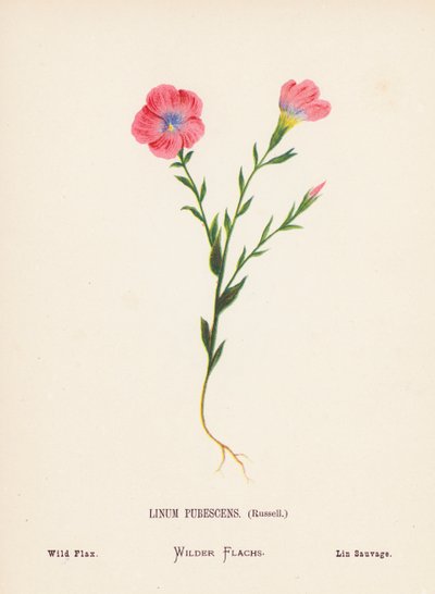 Vilde blomster i det hellige land: Linum Pubescens, Russell; Vild hør (koloreret stik) af Hannah Zeller