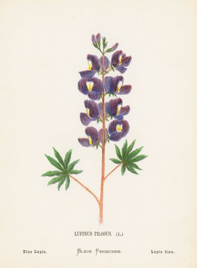 Vilde blomster i det hellige land: Lupinus Pilosus; Blå lupin (farvelagt kobberstik) af Hannah Zeller