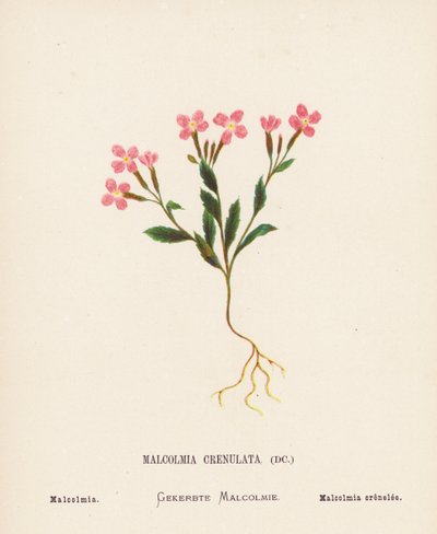 Vilde blomster i det hellige land: Malcolmia Crenulata; Malcolmia (farvelagt kobberstik) af Hannah Zeller
