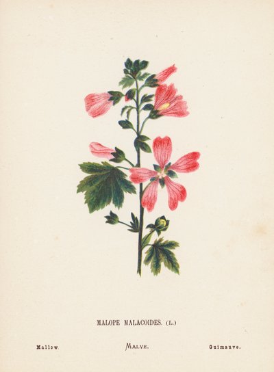 Vilde blomster i det hellige land: Malope Malacoides; Mallow (farvelagt kobberstik) af Hannah Zeller