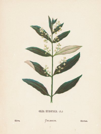 Vilde blomster i det hellige land: Olea Europaea; Oliven (koloreret stik) af Hannah Zeller