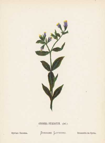 Vilde blomster i det hellige land: Onosma Syriacum; Syrisk onosma (koloreret stik) af Hannah Zeller