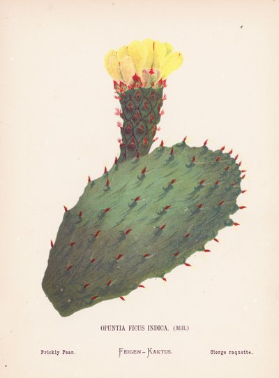 Vilde blomster i det hellige land: Opuntia Ficus Indica, Mill; Figenkaktus (koloreret gravure) af Hannah Zeller