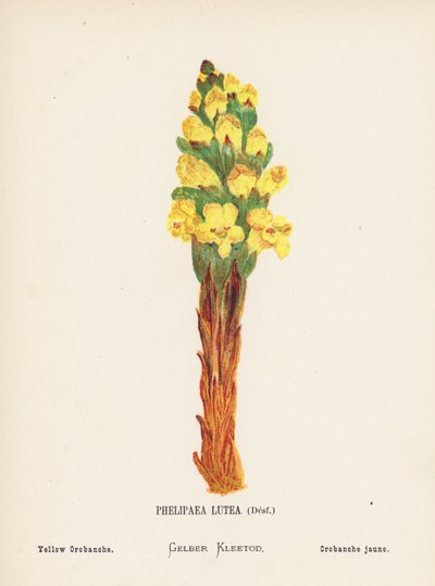 Vilde blomster i det hellige land: Phelipaea Lutea, Desf; Yellow Orobanche (farvelagt kobberstik) af Hannah Zeller