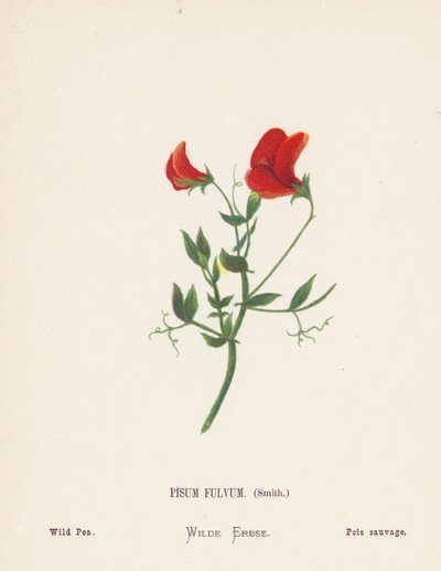 Vilde blomster i det hellige land: Pisum Fulvum, Smith; Vild ærte (koloreret stik) af Hannah Zeller