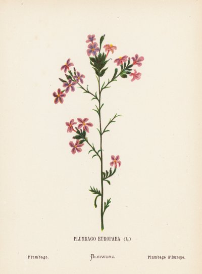 Vilde blomster i det hellige land: Plumbago Europaea; Plumbago (farvet stik) af Hannah Zeller