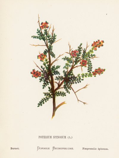 Vilde blomster i det hellige land: Poterium Spinosum; Burnet (koloreret stik) af Hannah Zeller