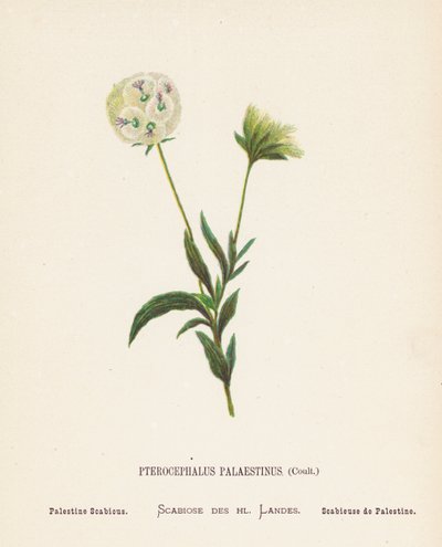 Vilde blomster i det hellige land: Pterocephalus Palaestinus, Coult; Palæstinaskabiose (koloreret stik) af Hannah Zeller