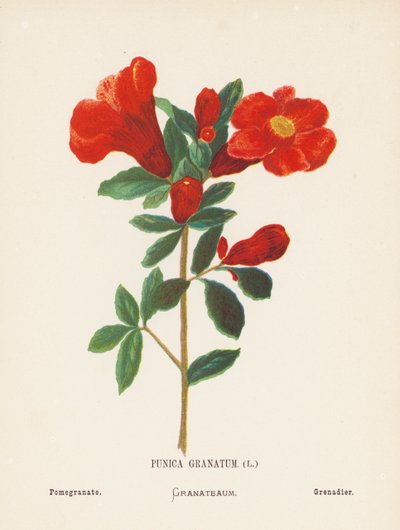 Vilde blomster i det hellige land: Punica Granatum; Granatæble (farvelagt kobberstik) af Hannah Zeller