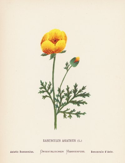 Vilde blomster i det hellige land: Ranunculus Asiaticus; Asiatisk ranunkel (koloreret stik) af Hannah Zeller