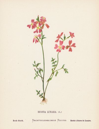 Vilde blomster i det hellige land: Ricotia Lunaria; Rock-Stock (koloreret gravure) af Hannah Zeller
