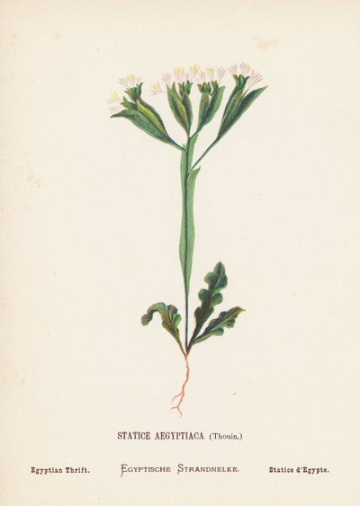 Vilde blomster i det hellige land: Statice Aegyptiaca, Thouin; Egyptisk sparsommelighed (koloreret gravure) af Hannah Zeller