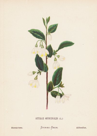Vilde blomster i Det Hellige Land: Styrax Officinalis; Storax-træ (koloreret stik) af Hannah Zeller