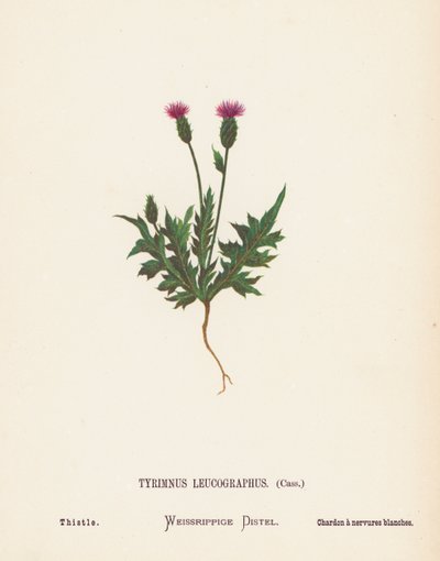 Vilde blomster i Det Hellige Land: Tyrimnus Leucographus, Cass; tidsel (koloreret stik) af Hannah Zeller