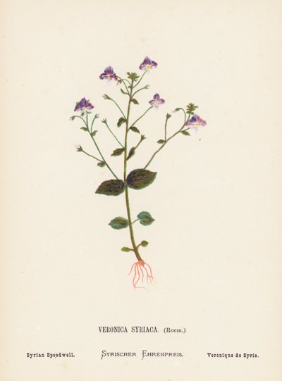 Vilde blomster i det hellige land: Veronica Syriaca, Roem; Syrian Speedwell (farvelagt kobberstik) af Hannah Zeller