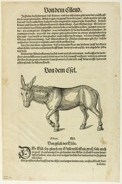 Illustration fra "Thierbuch", plade 42 fra Træsnit fra bøger fra det 16. århundrede af Hans Asper