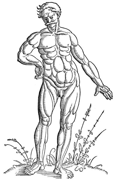 Baldung - Anatomi - Menneske af Hans Baldung Grien