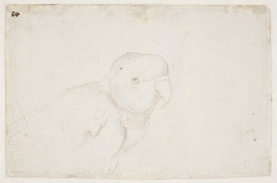 Undulat af Hans Baldung Grien