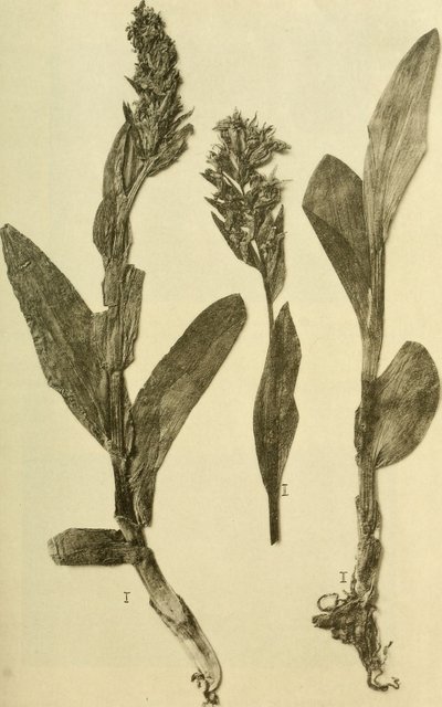 Annaler fra det K.K. Naturhistorisk Hofmuseum (1914) (18196503932) af Hans Fleischmann