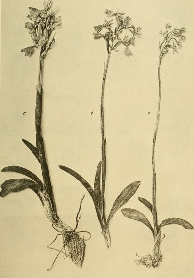 Annaler fra det K.K. Naturhistorisk Hofmuseum (1914) (18201357971) af Hans Fleischmann